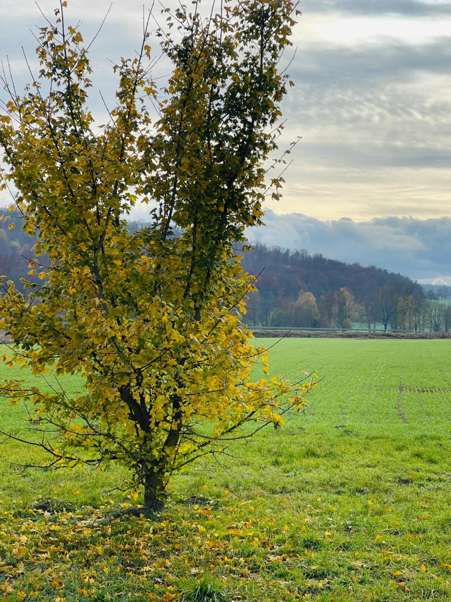 Fewo Uettingen Mitte Exteriör bild